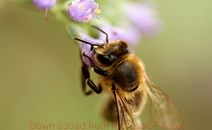 cc攻击免费网页版