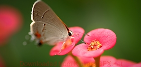 手机版ddos攻击器